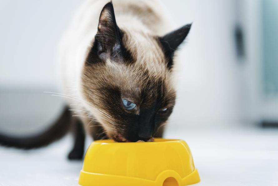 bra foder till katt