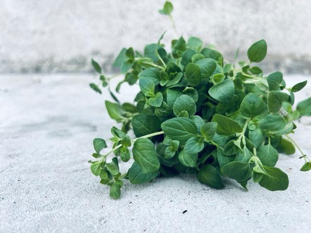 Oregano. Bild: Charlotta Norlén