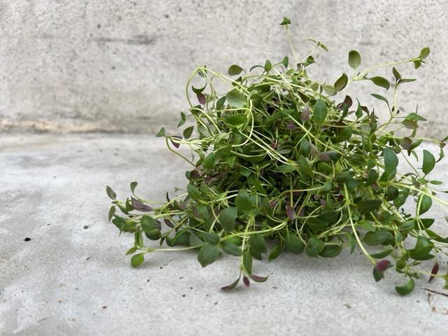 Timjan. Bild: Charlotta Norlén